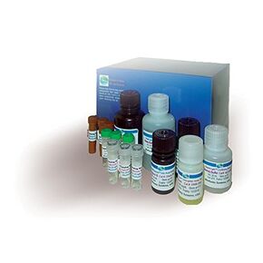 L-Lactate Assay Kit (ECLC-100) in Kuwait