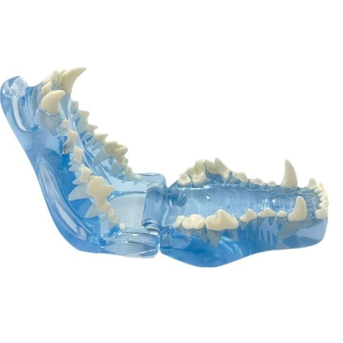 Blue Transparent Canine Feline Dog Cat Tooth Model Veterinary Education Tool for Animal Oral Anatomy Research Demonstration Prop Office Decoration for Vet Clinics, Schools Lab (Dog) in Kuwait