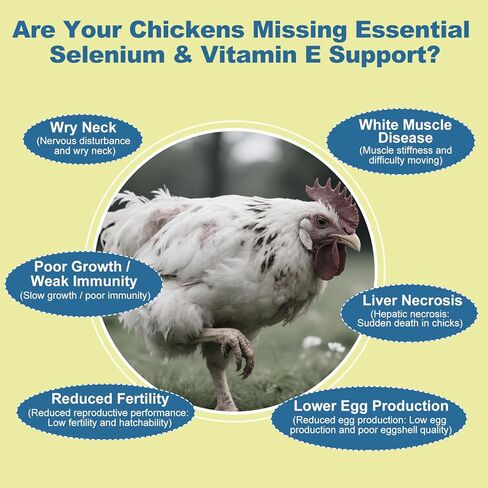 مسحوق السيلينيوم وفيتامين هـ للدجاج، السيلينيوم للدجاج، جهاز المناعة، دعم العضلات ومنعها، تحسين الرقبة الملتوية، السيلينيوم، مكملات فيتامين هـ، مناسب لجميع الدواجن والدجاج والمزيد in Kuwait