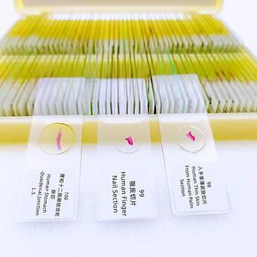 100 قطعة شرائح معدة من قبل علم الأنسجة HM لمعايير تصدير التدريس الطبي in Kuwait