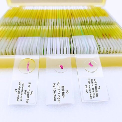 100 قطعة شرائح معدة من قبل علم الأنسجة HM لمعايير تصدير التدريس الطبي in Kuwait