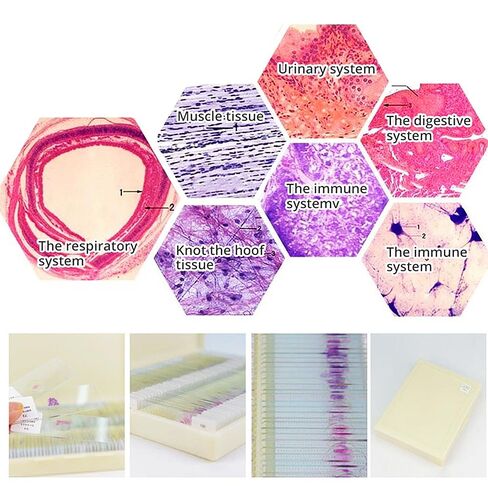 100 قطعة شرائح معدة من قبل علم الأنسجة HM لمعايير تصدير التدريس الطبي in Kuwait