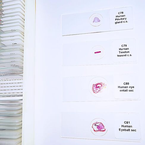 100 قطعة شرائح معدة من قبل علم الأنسجة HM لمعايير تصدير التدريس الطبي in Kuwait