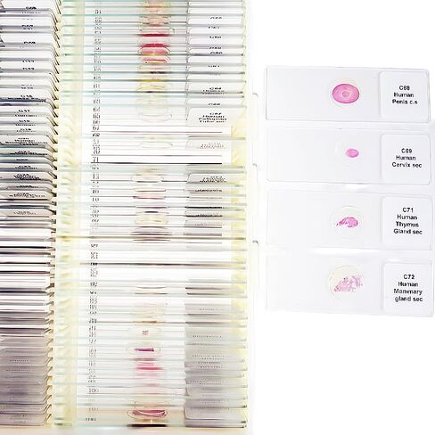 100 قطعة شرائح معدة من قبل علم الأنسجة HM لمعايير تصدير التدريس الطبي in Kuwait