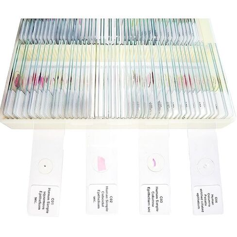 100 قطعة شرائح معدة من قبل علم الأنسجة HM لمعايير تصدير التدريس الطبي in Kuwait