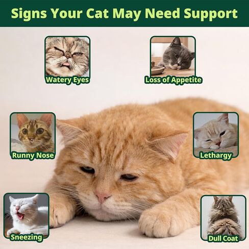 مكمل إل-ليسين للقطط، سائل بنكهة الدجاج، ليسين لدعم مناعة القطط والأنف والجهاز التنفسي، يدعم صحة العين، قطرات ليسين للقطط مع توراين وفيتامينات ب، 60 مل in Kuwait