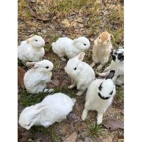 Taxidermy Stuffing Rabbit,Bunny Fur Specimen Teaching/Decoration 1pcs Random in Kuwait