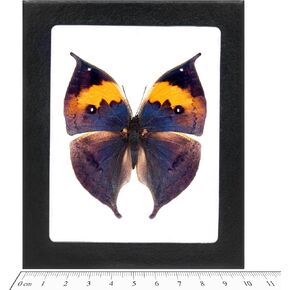 BicBugs Kallima inachus ورقة صفراء زرقاء تحاكي الفراشة الصينية مؤطرة in Kuwait