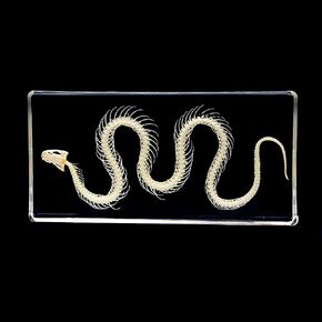 عينة هيكل عظمي ثعبان أصلية في كتلة أكريليك - عرض تعليمي لفصول العلوم ومجموعة كوريو وفكرة هدية فريدة (كتلة هيكل عظمي ثعبان من الأكريليك) in Kuwait