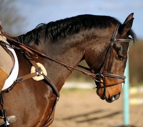 Whitaker Valencia Leather 5-Point Breastplate in Saudi Arabia