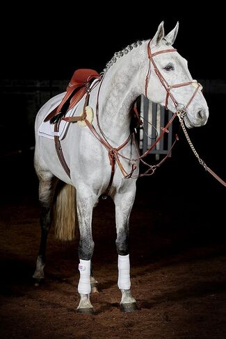 Whitaker Valencia Leather 5-Point Breastplate in Saudi Arabia