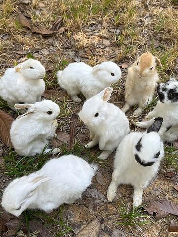 Taxidermy Stuffing Rabbit,Bunny Fur Specimen Teaching/Decoration 1pcs Random in Kuwait