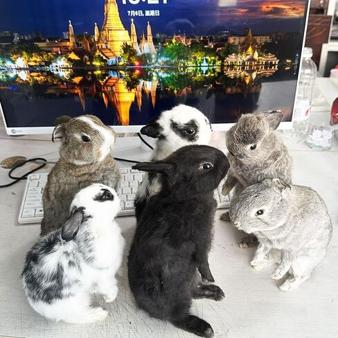 Taxidermy Stuffing Rabbit,Bunny Fur Specimen Teaching/Decoration 1pcs Random in Kuwait