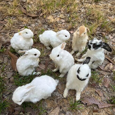 Taxidermy Stuffing Rabbit,Bunny Fur Specimen Teaching/Decoration 1pcs Random in Kuwait