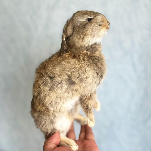 Taxidermy Stuffing Rabbit,Bunny Fur Specimen Teaching/Decoration 1pcs Random in Kuwait