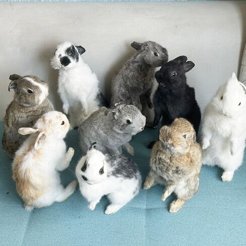 Taxidermy Stuffing Rabbit,Bunny Fur Specimen Teaching/Decoration 1pcs Random in Kuwait