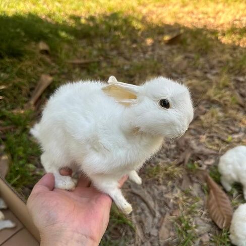 Taxidermy Stuffing Rabbit,Bunny Fur Specimen Teaching/Decoration 1pcs Random in Kuwait