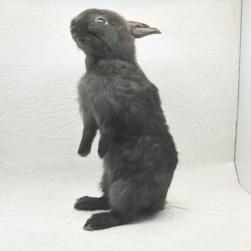 Taxidermy Stuffing Rabbit,Bunny Fur Specimen Teaching/Decoration 1pcs Random in Kuwait