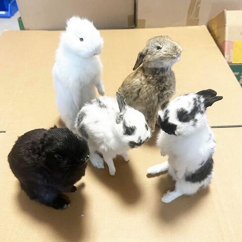 Taxidermy Stuffing Rabbit,Bunny Fur Specimen Teaching/Decoration 1pcs Random in Kuwait