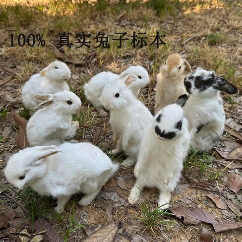 Taxidermy Stuffing Rabbit,Bunny Fur Specimen Teaching/Decoration 1pcs Random in Kuwait