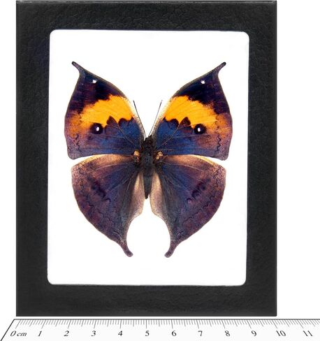 BicBugs Kallima inachus ورقة صفراء زرقاء تحاكي الفراشة الصينية مؤطرة in Kuwait