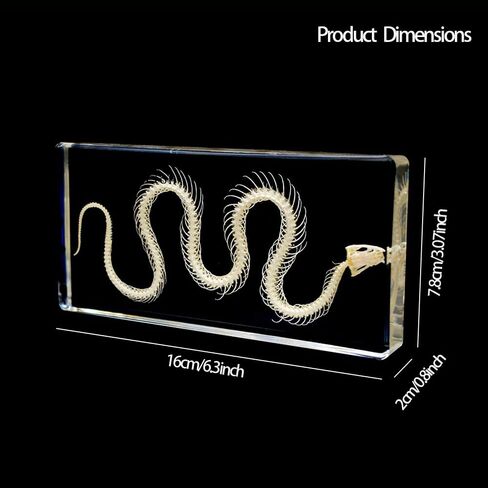 عينة هيكل عظمي ثعبان أصلية في كتلة أكريليك - عرض تعليمي لفصول العلوم ومجموعة كوريو وفكرة هدية فريدة (كتلة هيكل عظمي ثعبان من الأكريليك) in Kuwait