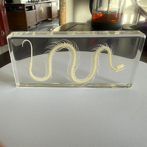 عينة هيكل عظمي ثعبان أصلية في كتلة أكريليك - عرض تعليمي لفصول العلوم ومجموعة كوريو وفكرة هدية فريدة (كتلة هيكل عظمي ثعبان من الأكريليك) in Kuwait