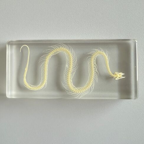 عينة هيكل عظمي ثعبان أصلية في كتلة أكريليك - عرض تعليمي لفصول العلوم ومجموعة كوريو وفكرة هدية فريدة (كتلة هيكل عظمي ثعبان من الأكريليك) in Kuwait