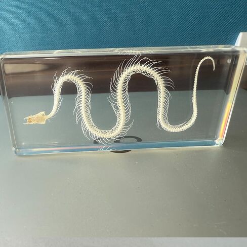 عينة هيكل عظمي ثعبان أصلية في كتلة أكريليك - عرض تعليمي لفصول العلوم ومجموعة كوريو وفكرة هدية فريدة (كتلة هيكل عظمي ثعبان من الأكريليك) in Kuwait