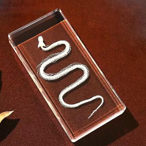 عينة هيكل عظمي ثعبان أصلية في كتلة أكريليك - عرض تعليمي لفصول العلوم ومجموعة كوريو وفكرة هدية فريدة (كتلة هيكل عظمي ثعبان من الأكريليك) in Kuwait