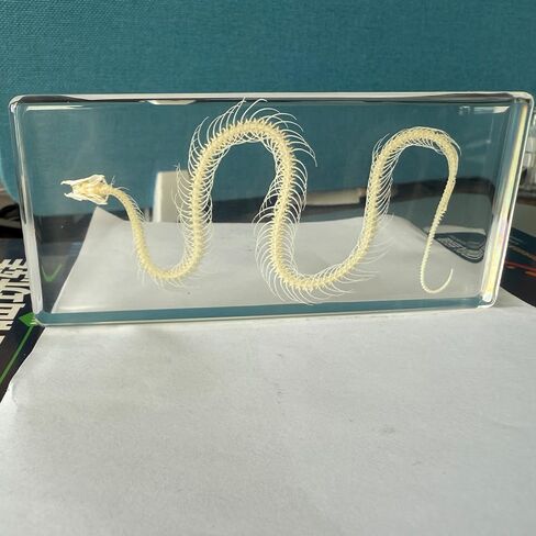 عينة هيكل عظمي ثعبان أصلية في كتلة أكريليك - عرض تعليمي لفصول العلوم ومجموعة كوريو وفكرة هدية فريدة (كتلة هيكل عظمي ثعبان من الأكريليك) in Kuwait