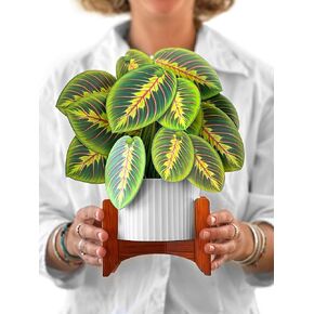 Freshcut Paper Pop Up Cards, Prayer Plant, 12 inch Life Sized Forever Flower Bouquet 3D Popup Greeting Cards with Note Card and Envelope - Paper House Plants
