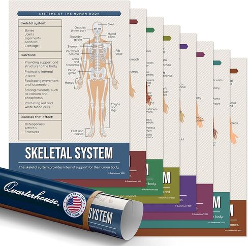 Quarterhouse 8 Pack of Human Body Systems ، ومواد تعليمية للعلوم للطلاب والمعلمين من K-12 ، 12 × 18 بوصة in Saudi Arabia