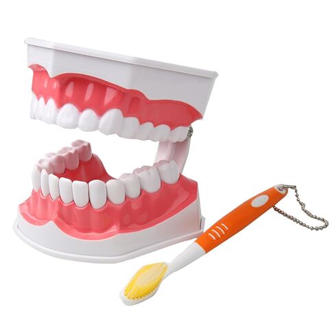 Dental Teeth Model with Denture Toothbrush，2 Times Enlarge，Denture Mouth Model for Demonstration and Teaching Tools in Kuwait