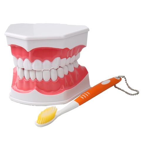 Dental Teeth Model with Denture Toothbrush，2 Times Enlarge，Denture Mouth Model for Demonstration and Teaching Tools in Kuwait
