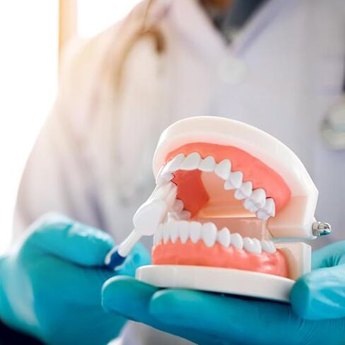 Dental Teeth Model with Denture Toothbrush，2 Times Enlarge，Denture Mouth Model for Demonstration and Teaching Tools in Kuwait