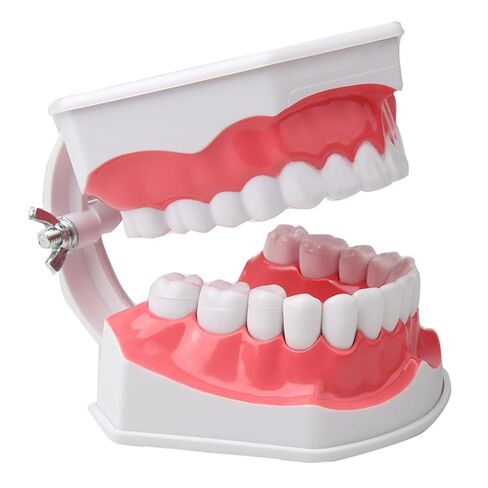 Dental Teeth Model with Denture Toothbrush，2 Times Enlarge，Denture Mouth Model for Demonstration and Teaching Tools in Kuwait
