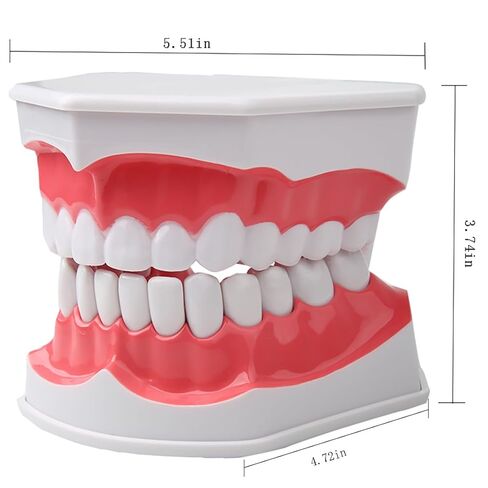 Dental Teeth Model with Denture Toothbrush，2 Times Enlarge，Denture Mouth Model for Demonstration and Teaching Tools in Kuwait