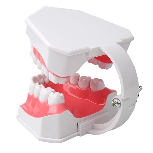 Dental Teeth Model with Denture Toothbrush，2 Times Enlarge，Denture Mouth Model for Demonstration and Teaching Tools in Kuwait