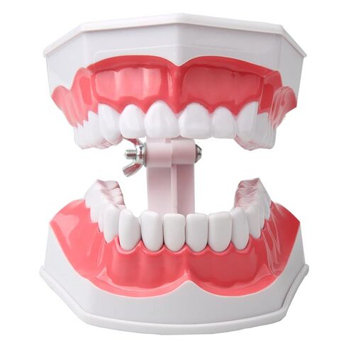 Dental Teeth Model with Denture Toothbrush，2 Times Enlarge，Denture Mouth Model for Demonstration and Teaching Tools in Kuwait