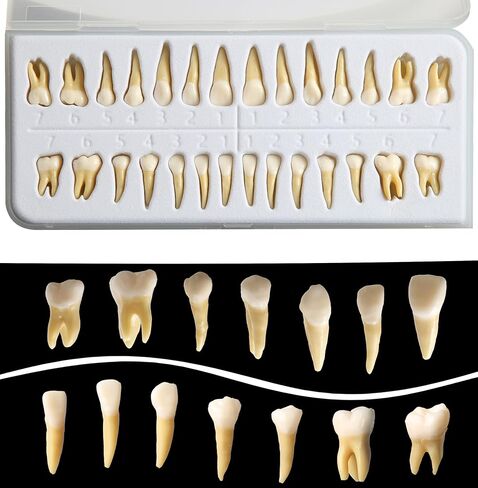 Dental Implant Model 28Pcs Full Mouth Permanent Teeth Set 1:1 Scale Two-Color Resin Teeth for Student Study M7021 in Kuwait