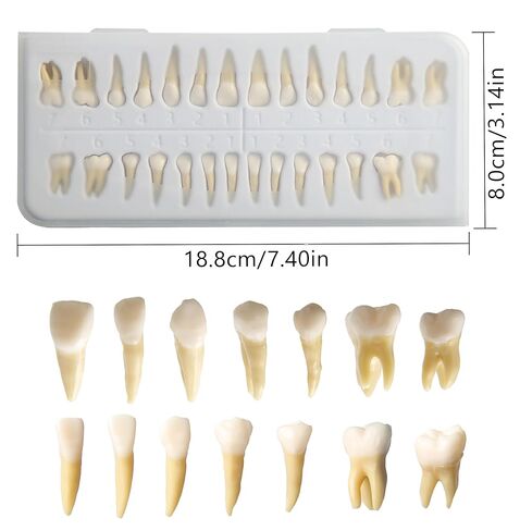 Dental Implant Model 28Pcs Full Mouth Permanent Teeth Set 1:1 Scale Two-Color Resin Teeth for Student Study M7021 in Kuwait