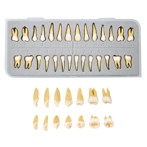Dental Implant Model 28Pcs Full Mouth Permanent Teeth Set 1:1 Scale Two-Color Resin Teeth for Student Study M7021 in Kuwait