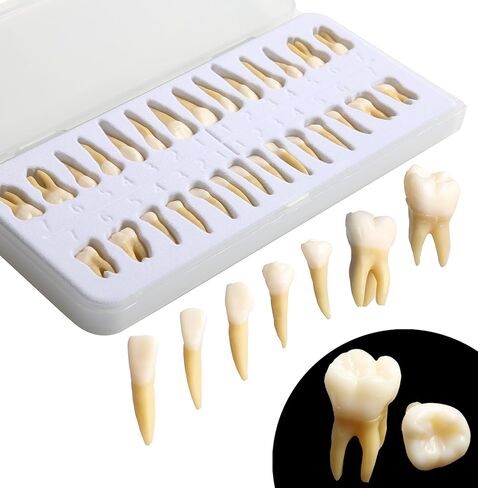 Dental Implant Model 28Pcs Full Mouth Permanent Teeth Set 1:1 Scale Two-Color Resin Teeth for Student Study M7021 in Kuwait