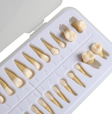 Dental Implant Model 28Pcs Full Mouth Permanent Teeth Set 1:1 Scale Two-Color Resin Teeth for Student Study M7021 in Kuwait
