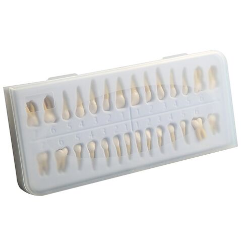Dental Implant Model 28Pcs Full Mouth Permanent Teeth Set 1:1 Scale Two-Color Resin Teeth for Student Study M7021 in Kuwait
