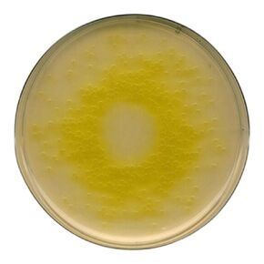 EMD ميليبور 1.05284.0500 قاعدة أجار الزائفة، 500 جرام in Kuwait