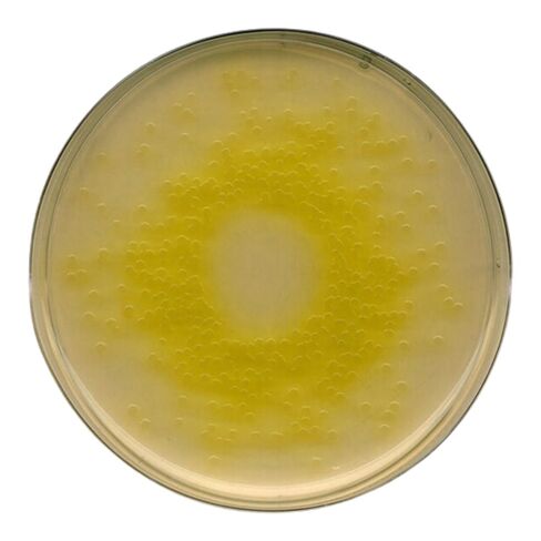 EMD ميليبور 1.05284.0500 قاعدة أجار الزائفة، 500 جرام in Kuwait