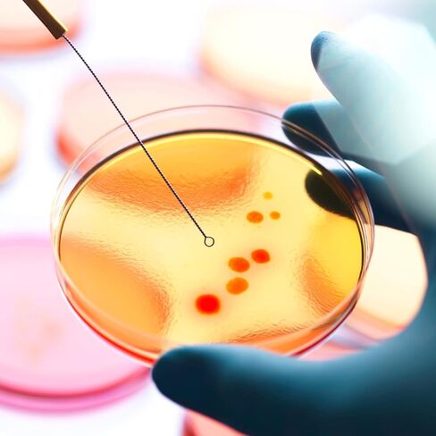 أطباق أجار غذائية 2.75 بوصة أطباق بيتري مصبوبة مسبقًا لعلم الأحياء الدقيقة المختبري ومستلزمات التجارب العلمية 20 حزمة in Kuwait