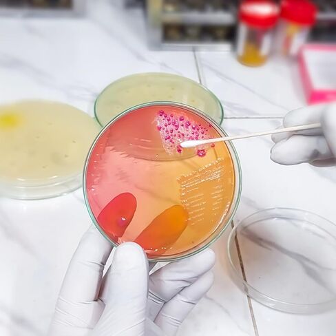 أطباق أجار غذائية 2.75 بوصة أطباق بيتري مصبوبة مسبقًا لعلم الأحياء الدقيقة المختبري ومستلزمات التجارب العلمية 20 حزمة in Kuwait